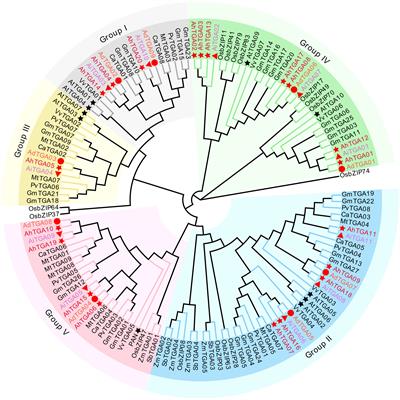 Genome-wide analysis reveals regulatory mechanisms and expression patterns of TGA genes in peanut under abiotic stress and hormone treatments